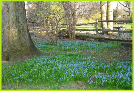 Spring bluebells,coming soon to a back yard near you!